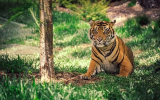 Картинка Взятые в Сан-Диего Сафари-парк, тигр, лицо