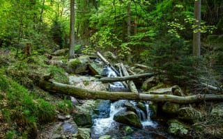 Картинка лес, Creek, деревья, природа, водопад, река, камни, пейзаж