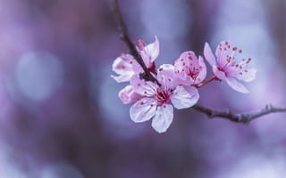 Картинка цветущая ветка, ветка, Cherry Blossoms, цветение, sakura, весна, флора, цветы, art
