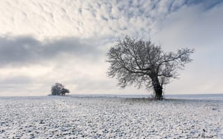 Картинка Зимнее дерево, облака, снег