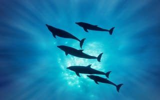 Картинка дильфины, хвосты, плавники
