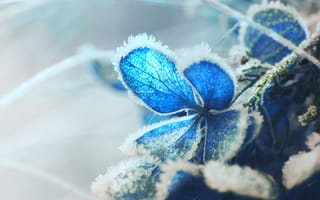 Картинка гортензия, мороз, синий лист, близко