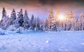 Картинка закат, снег, зима