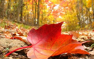 Картинка осень, листья, земля