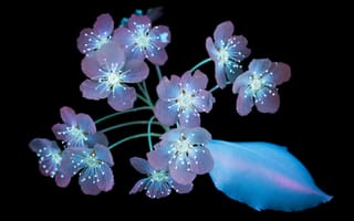 Картинка цветок, рендеринг, голубые цветы, компьютерная графика, цветы