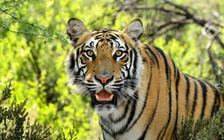 Картинка Bengal Tigers, взгляд, смотрит