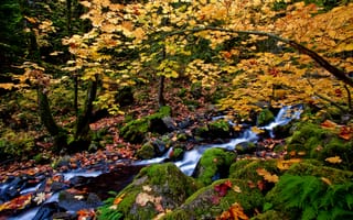 Картинка осень, мох, осенние листья, речка, камни, пейзаж, лес, краски осени, природа