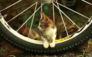 Картинка котенок, велосипедные спицы, глядя, велосипед, колесо, милые, кошки