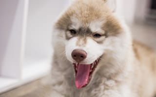 Картинка собака, зевота, пушистый, морда, язык