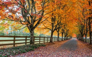 Картинка осень, пейзаж, осенние краски, краски осени, аллея, осенняя листва, деревья, дорога