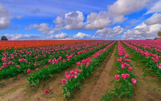 Картинка поле, флора, пейзаж, небо, тюльпаны, цветы, облака