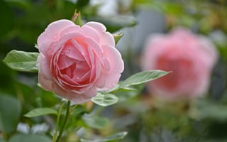 Картинка Розовые розы