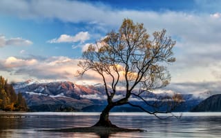 Картинка озеро, Новая Зеландия, природа, Озеро Ванака, дерево