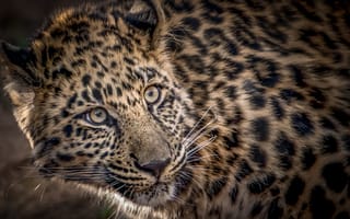 Картинка Фотографии леопарда