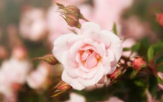 Картинка розовая роза, лепестки, почки, цветы, размытие