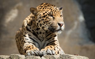 Обои Jaguar, лежать, majestic, большие кошки, хищник, глядит в сторону