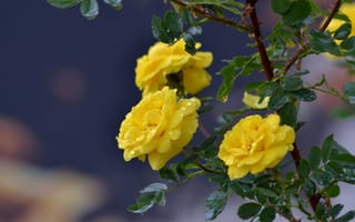 Картинка желтые розы, капли, ветки, вода, цветы, колючки, макро, листья