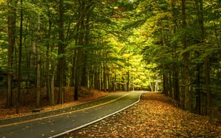 Картинка Letchworth State Park, осень, дорога