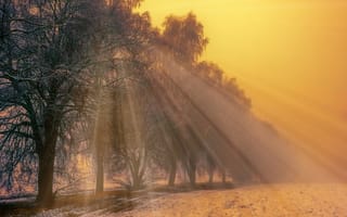 Картинка туман, солнечные лучи, зима, деревья, природа