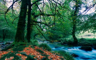 Картинка осень, природа, пейзаж, осенние листья, деревья, река