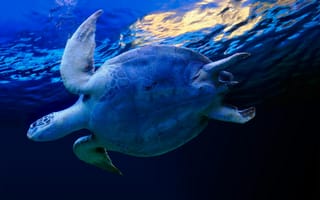 Обои черепаха, океан, поверхность