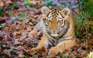 Картинка тигренок, лежа, листья, большая кошка, взгляд, хищник, морда