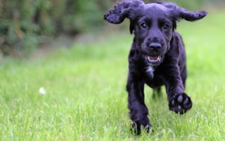 Картинка кокер-спаниель, трава, бег, собаки, черный, щенок