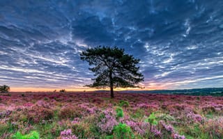 Картинка дерево, небо, лаванда