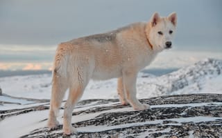 Картинка снег, гренландская собака, пес, белый, оглядывается