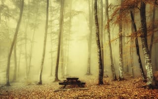 Картинка пейзаж, утро, осень, осенние листья, скамейка, paints of autumn, лес, туман, парк, стол