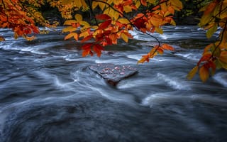 Картинка вода, природа, ветки деревьев, осень, осенние листья, течение, река