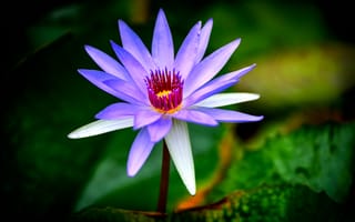 Картинка водяная лилия, флора, цветок