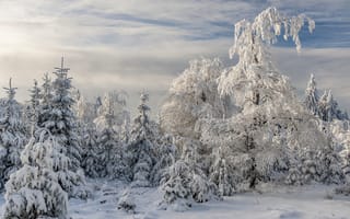 Картинка зима, деревья, снег, природа, сугробы, пейзаж, лес
