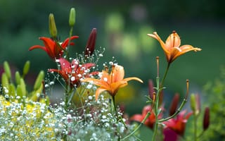 Картинка красная лилия, оранжевая, размытия, рядом, цветы