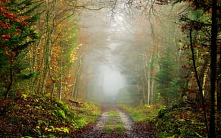 Картинка осень, дорога, лес