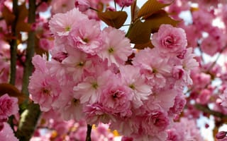 Картинка Сакура, цветки розовые, цветение, ветки, лепестки