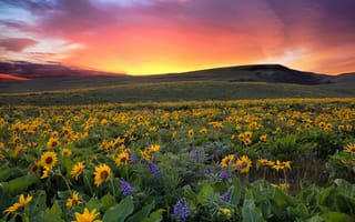 Картинка Sunset at Columbia Hills State Park, цветы, поле, закат, Washington, холмы, пейзаж