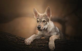 Картинка щенок, Чехословацкий влчак, портрет