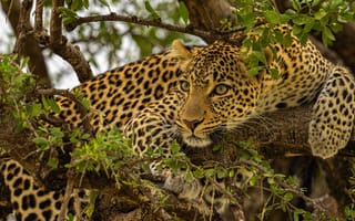 Картинка животное, большая кошка, на дереве, зверь, леопард, хищник