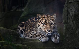 Картинка Дикий леопард