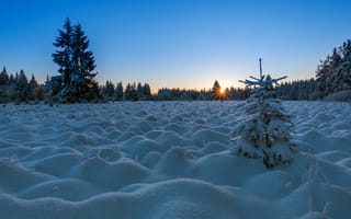 Картинка Зимний восход и елочки