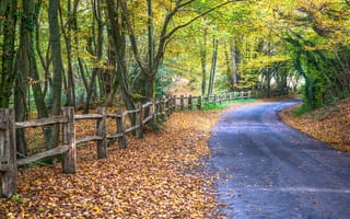 Картинка осень, пейзаж, лес, природа, осенние краски, осенняя дорога, деревья