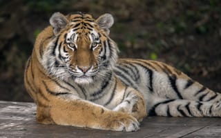 Картинка большая кошка, Panthera tigris altaica подвид тигра, животное