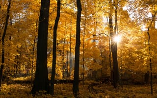 Обои осень, деревья, лес, листва