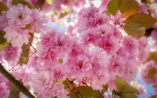 Картинка лепестки роз, дерево, флора, цветение вишни, цветение, вишня, цветы, весна, ветка