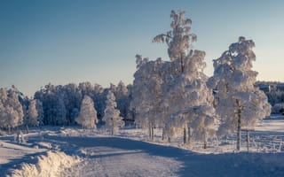 Картинка Зимняя дорога, дорога, деревья