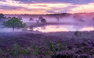 Картинка Afferden, закат, лаванда, туман, Netherlands, поле, небо, цветы, деревья, природа, рассвет, озеро