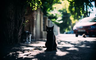 Картинка черный кот, дорога, фотография, сидит