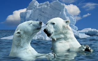 Картинка природа, хищник, айсберг, животные, море, льда, белый медведь, океан, вод, полярный медведь, морозная, медведь