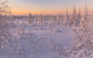 Картинка Salekhard, сугробы, снег, пейзаж, деревья, закат, лесотундра, Russia зимняя тундра